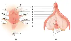 Diagrammes de face et en coupe de la vulve