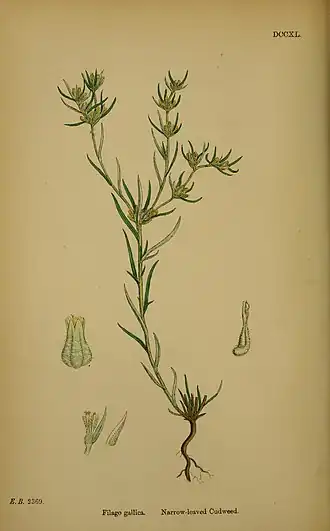 Cotonnière de France