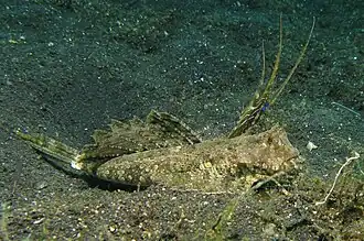 Dactylopus dactylopus