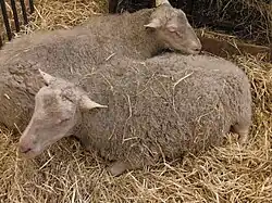 Deux brebis finnoises