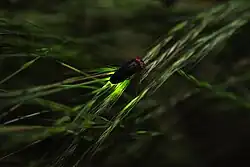 Photo couleur d'une lucione sur une feuille.