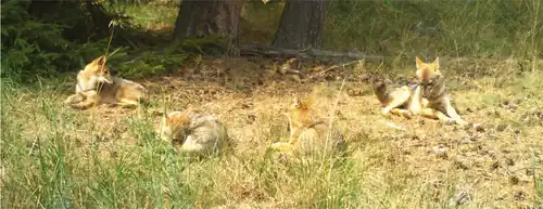 Canis aureus moreotica en Allemagne