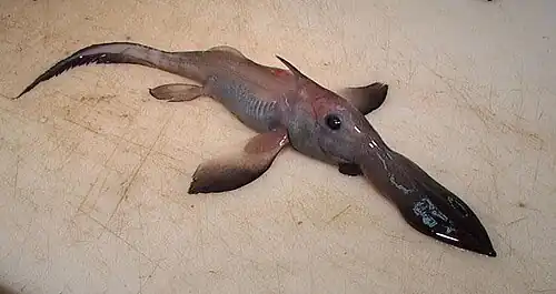 Rhinochimaera pacifica