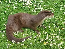 Loutre commune(Lutra lutra)