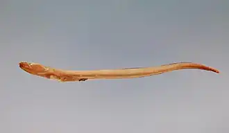 Ophichthus melanoporus