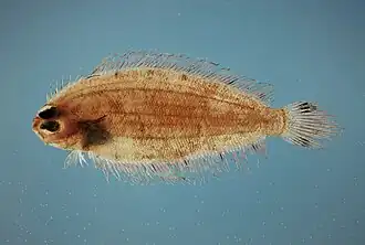 Poecilopsetta beanii.