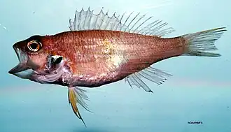 Serranus atrobranchus