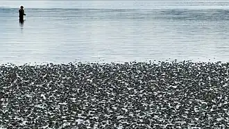 Pêcheur au large d'une vasière à Lysekil, Suède.