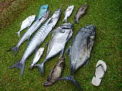 Différents poissons pêchés dans le lagon de Wallis (2012).
