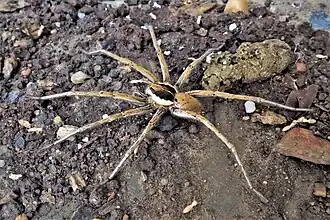 Description de cette image, également commentée ci-après