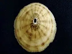 Fissurella costata