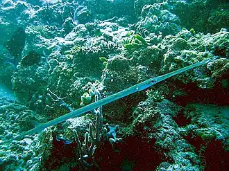 Description de l'image Fistularia commersonii1.jpg.