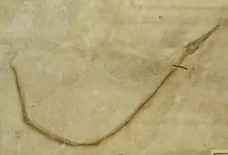 Fossile de Fistularia longirostris