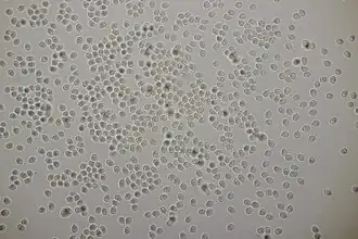 Spores.