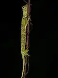 Dragon volant Draco quinquefasciatus