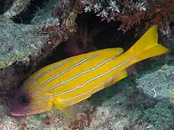 Lutjanus quinquelineatus