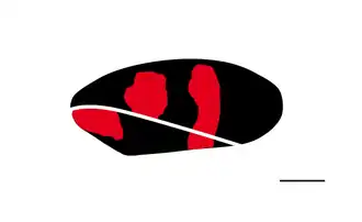 Cercopis intermedia (+ pattes avec du rouge)