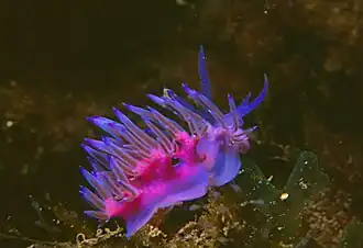Flabellina affinis (Flabellinidae)