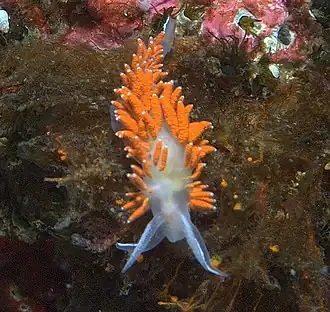 Description de l'image Flabellina amabilis 001.jpg.