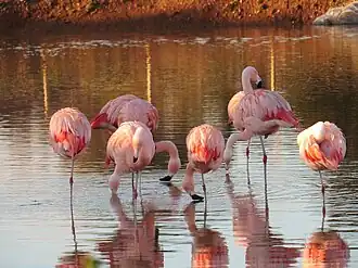 Image illustrative de l’article Zoo Le Nouveau Monde