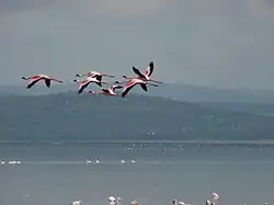 Flamants en vol au-dessus du lac Nakuru.