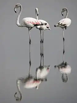 Flamants roses au lac de Tunis.