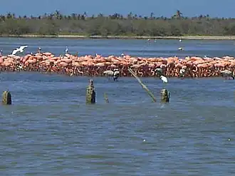 Boca de Tocuyo (paroisse civile)