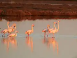 Flamants dans le lac Vistonída.