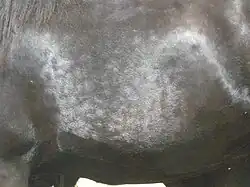 Rubican sur le flanc