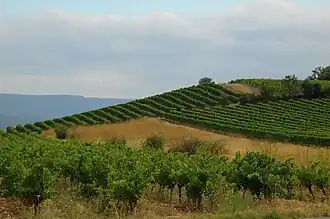 Vignoble de Flassan à 500&nbsp;mètres d'altitude.