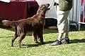Flat-Coated Retriever