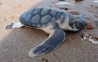 nouveau-né de tortue à dos plat