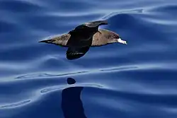 un oiseau brun survolant de l'eau
