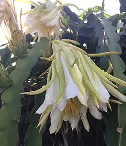 Fleurs de Hylocereus undatus.