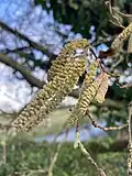 Inflorescences mâles de noisetier.