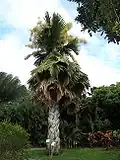 Fleuraison du Tallipot du jardin botanique de Deshaies, Guadeloupe