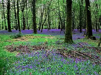 Image illustrative de l’article Forêt d'Andaine