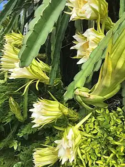 Hylocereus undatus ou Fleurs de pitaya.