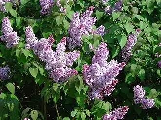 Thyrses de lilas commun
