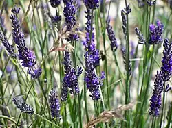 Fleurs de lavande à Banon