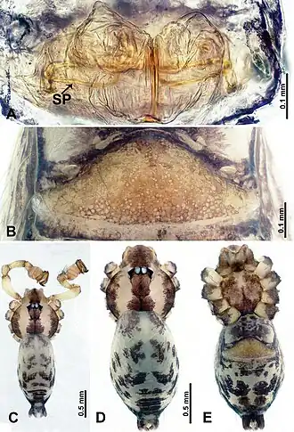 Description de l'image Flexicrurum yangjiao (10.3897-zookeys.855.34383) Figure 3.jpg.