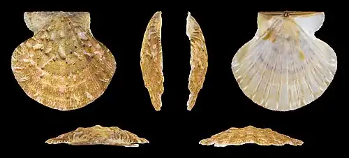 Flexopecten flexuosus