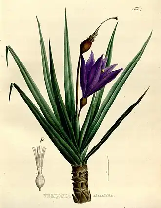 Description de l'image Flickr - BioDivLibrary - n7 w1150 (1).jpg.