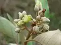 Vismia guianensis.