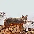 Chacal doré (Canis aureus)