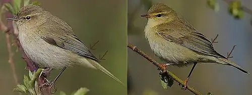 Sur la gauche un Pouillot véloce, de profil et tourné vers la gauche, et sur la droite un Pouillot fitis, de profil et tourné vers la gauche. Des flèches indiquent pour chacun des oiseaux la projection primaire, qui apparait plus courte sur l'oiseau de droite.