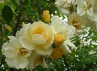 'Mademoiselle Claire Jacquier' (1887)