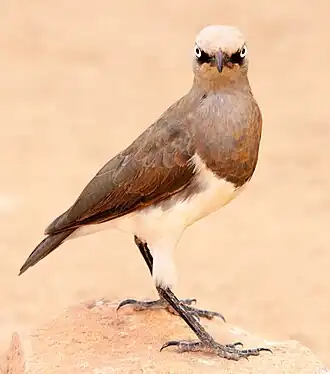 Description de cette image, également commentée ci-après