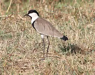 Description de cette image, également commentée ci-après