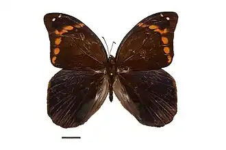 Description de l'image Flickr - ggallice - Catoblepia soranus (3).jpg.